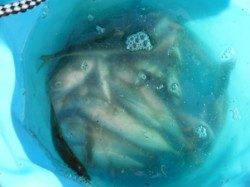 【豆アジ釣れまくり～！小サバも！！】南芦屋浜