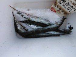 【豆アジ釣れまくり～！小サバも！！】南芦屋浜