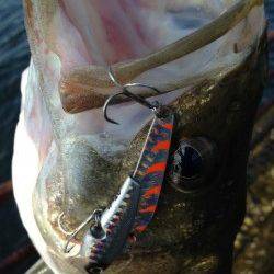 神戸港のデイゲームシーバス