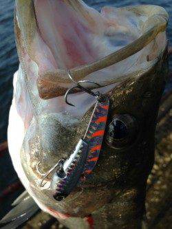 神戸港のデイゲームシーバス