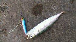 再来！兵突の≪サバゲー≫