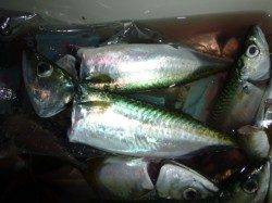 夜の兵突25cmのサバも20匹!