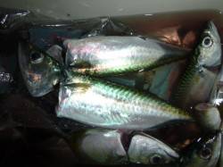 夜の兵突２５cmのサバも２０匹！