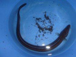 夜の兵突25cmのサバも20匹!