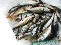 問題なく釣れてます♪泉大津RT！夕方