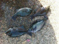 田ノ浦でもでっかいタコが！【２１日】夕方ＲＴ