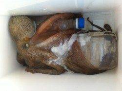 田ノ浦でもでっかいタコが！【２１日】夕方ＲＴ