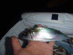 夜の兵突今日も良型中サバ釣り！