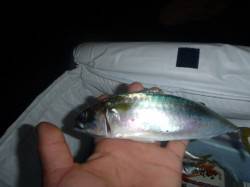 夜の兵突今日も良型中サバ釣り！