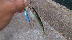 再来！兵突の≪サバゲー≫