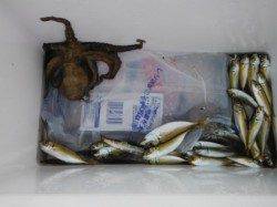 【豆アジフィーバー！楽しいよ～♪】南芦屋浜