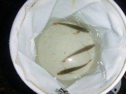 夜の兵庫突堤ＲＴ　タコにサビキに投げ釣りに