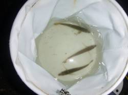 夜の兵庫突堤ＲＴ　タコにサビキに投げ釣りに…