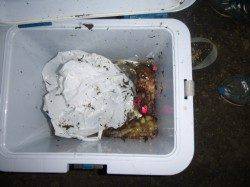 夜の兵庫突堤ＲＴ　タコにサビキに投げ釣りに