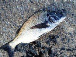 豆アジに小アジ♪チヌも！泉大津RT。夕方