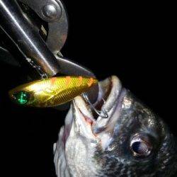 キビレ絶好調♪♪ハードルアーで!!