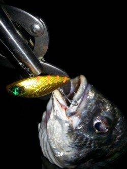 キビレ絶好調♪♪ハードルアーで!!