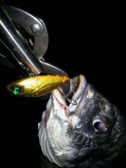 キビレ絶好調♪♪ハードルアーで!!