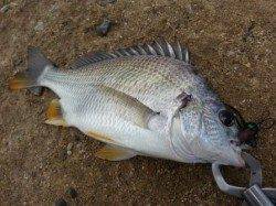 キビレ絶好調♪♪ハードルアーで!!