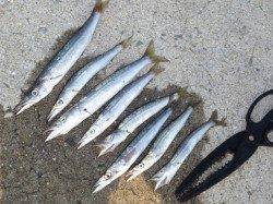 今年は「当たり年｣？紀北のカマス調査！