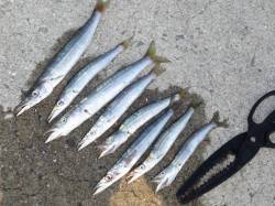 今年は「当たり年｣？紀北のカマス調査！