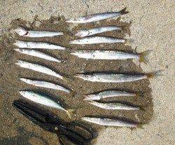 今年は「当たり年｣？紀北のカマス調査！