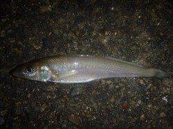 夜の兵突キスもタコも！