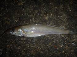 夜の兵突キスもタコも！