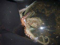 夜の兵突キスもタコも！