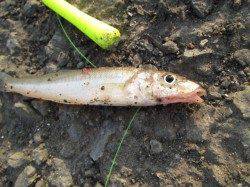 兵突名物チョイ投げでキス！