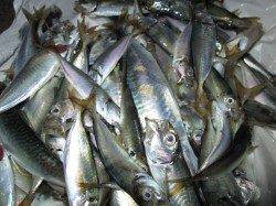 兵突名物チョイ投げでキス！