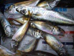 兵突のサビキとタチウオ釣り！