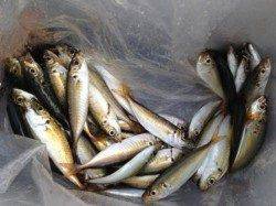 【豆アジ爆釣中！小サバ小カマスも】南芦屋浜