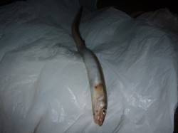 兵突のナイトフィッシング！