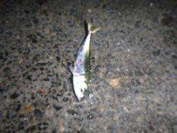 兵突のナイトフィッシング！