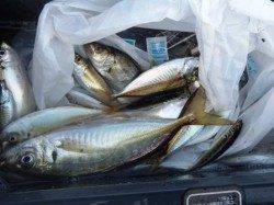 花市で【デカアジ】泉大津店26日夕方RT