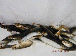 【サビキ天国♪豆アジ好調～♪】南芦屋浜