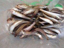 倉庫前で豆アジ！水銀灯でキス爆釣！泉大津RT