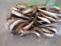 倉庫前で豆アジ！水銀灯でキス爆釣！泉大津R…