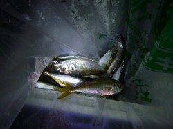 夜の兵突の小アジ達！