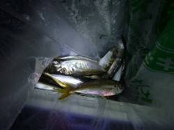 夜の兵突の小アジ達！