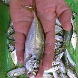 雑賀崎の小アジ好釣！夜サビキもオススメ★