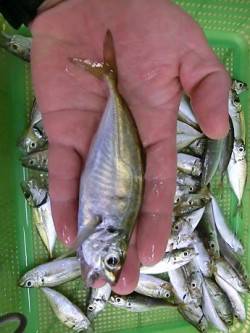 雑賀崎の小アジ好釣！夜サビキもオススメ★