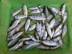 雑賀崎の小アジ好釣！夜サビキもオススメ★