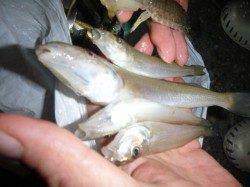 夜の兵突サビチョイ釣りでキスも！