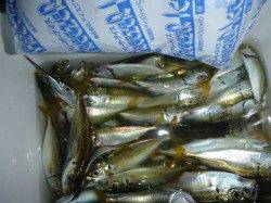 夜の兵突サビチョイ釣りでキスも！