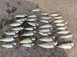 水軒鉄鋼団地でサビキ調査♪♪