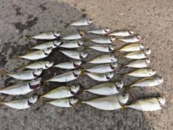 水軒鉄鋼団地でサビキ調査♪♪