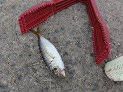 水軒鉄鋼団地でサビキ調査♪♪