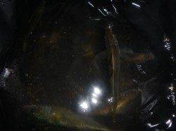 夜の兵突サビキやウキ釣り!